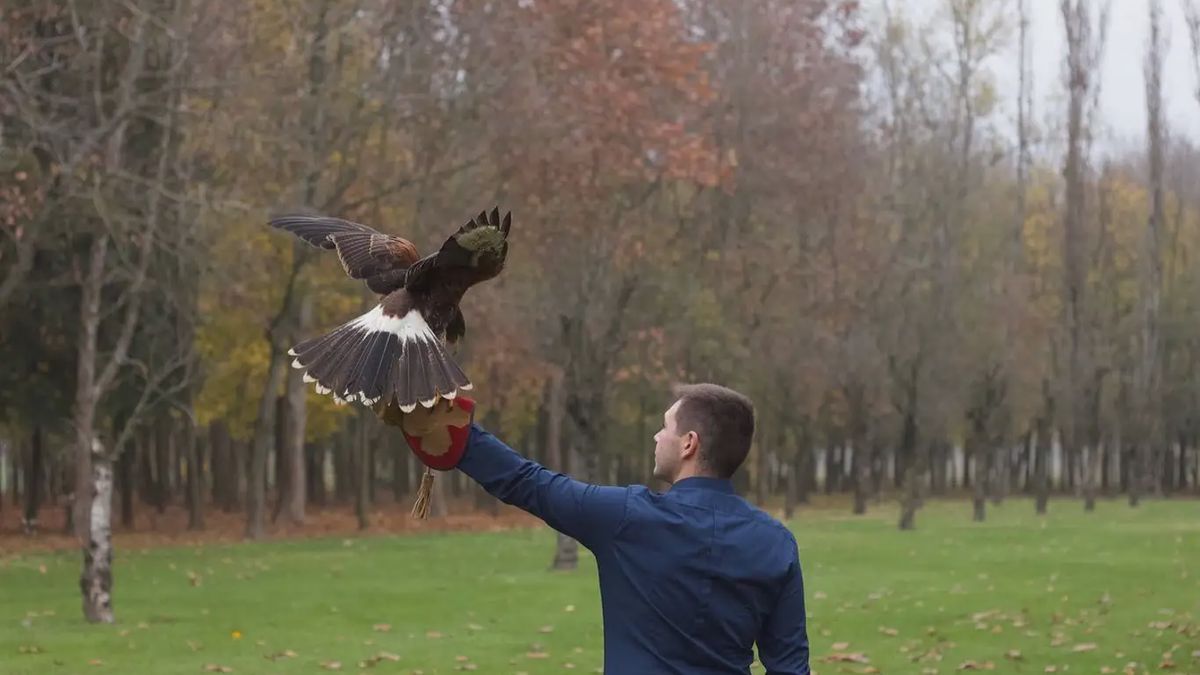   - Falconiere per un giorno vicino Padova a Arre