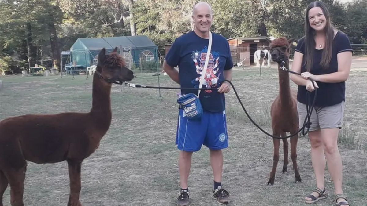   - Passeggiata con gli alpaca e le pecore più piccole del mondo a Senigallia