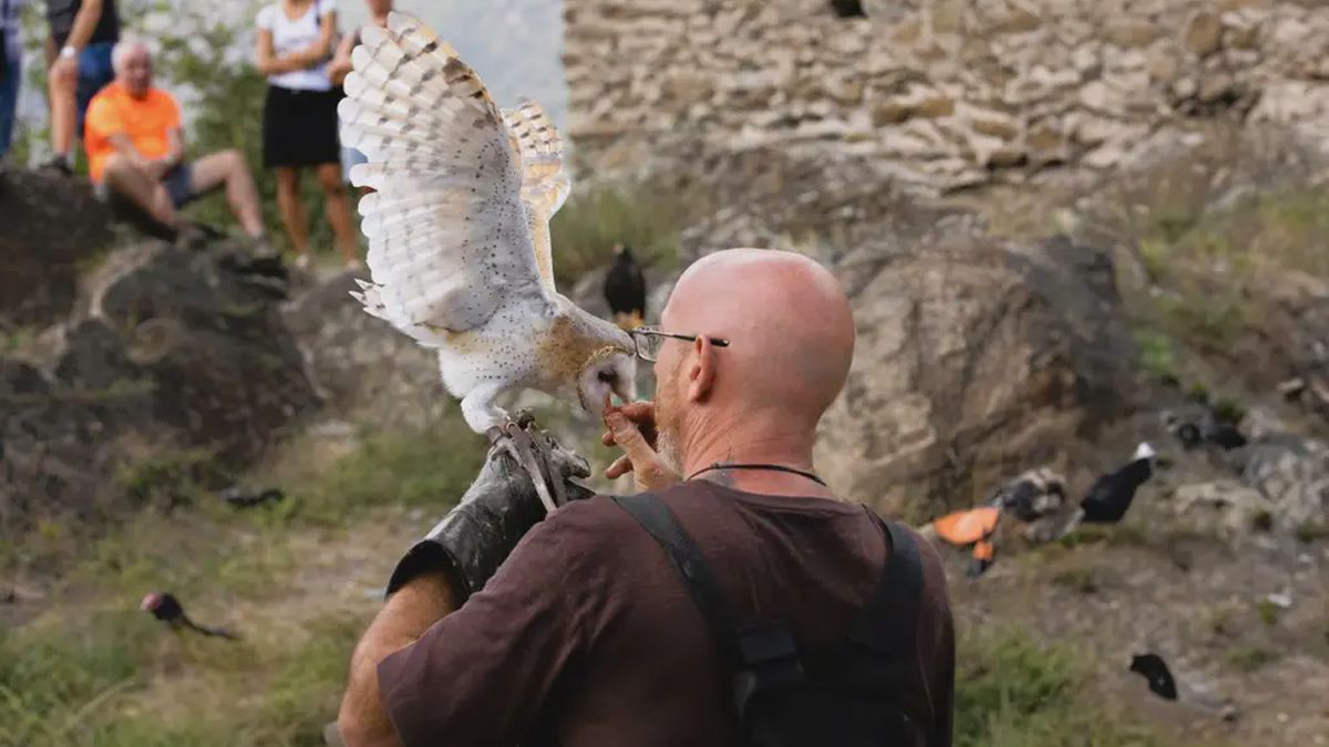   - Falconiere per un giorno in Val di Susa vicino a Torino a Bussoleno
