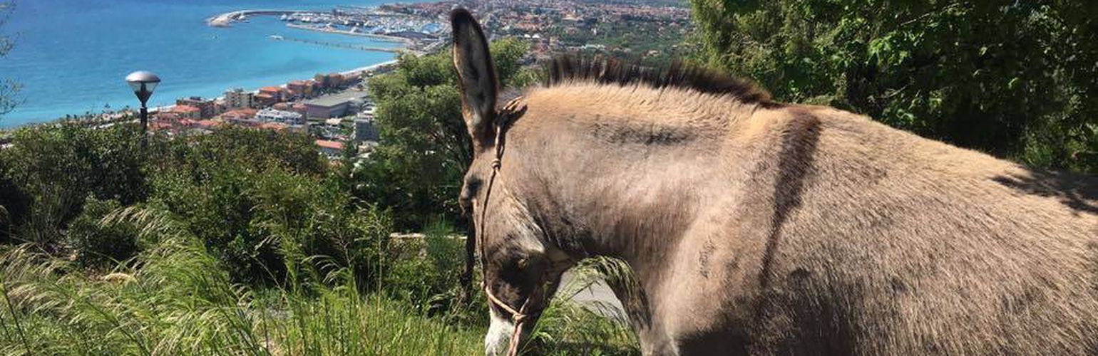 Passeggiate con gli asinelli in Italia: un'avventura a quattro zampe per tutta la famiglia