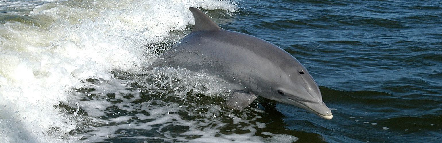 Whale watching: dove e come avvistare delfini e balene