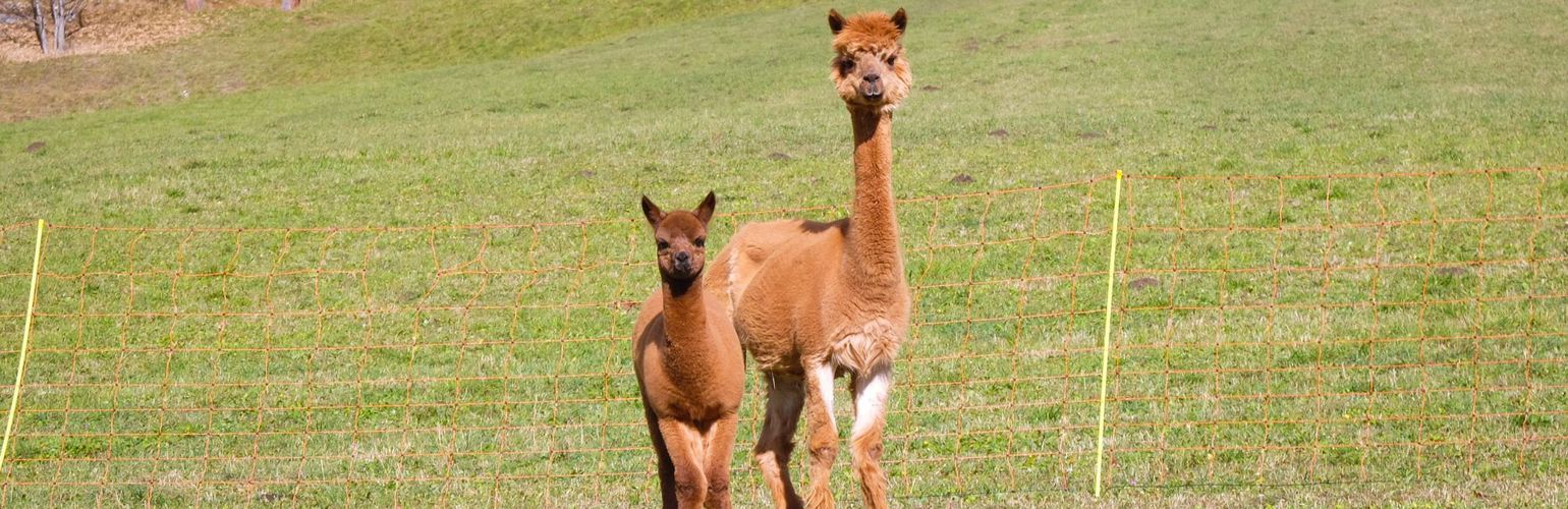 Passeggiate con alpaca: un’avventura indimenticabile nella natura
