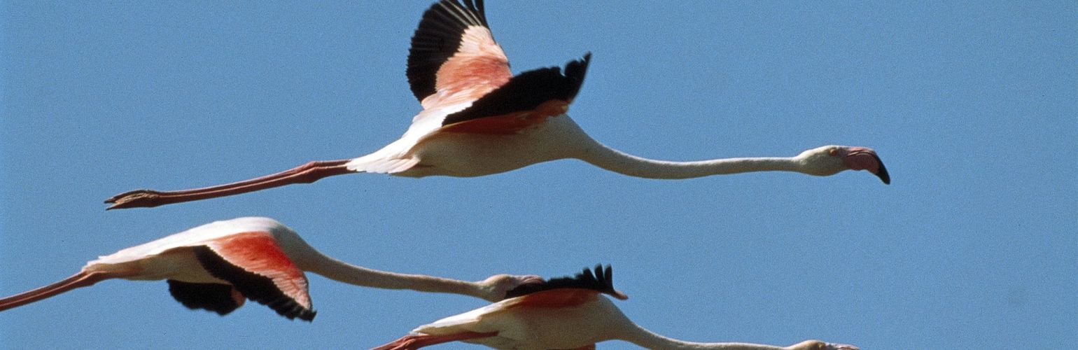 Dai lidi Ferraresi  a Comacchio, spiagge, natura e sport!