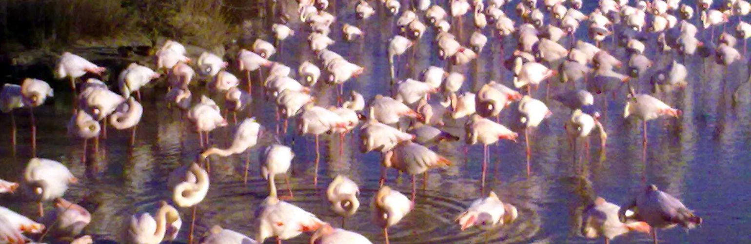 Girovagando per la Camargue alla ricerca di animali selvatici