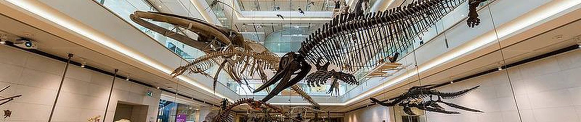 Musei scienze, natura