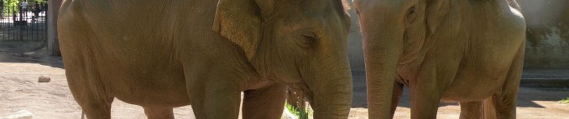 Zoo e Bioparchi