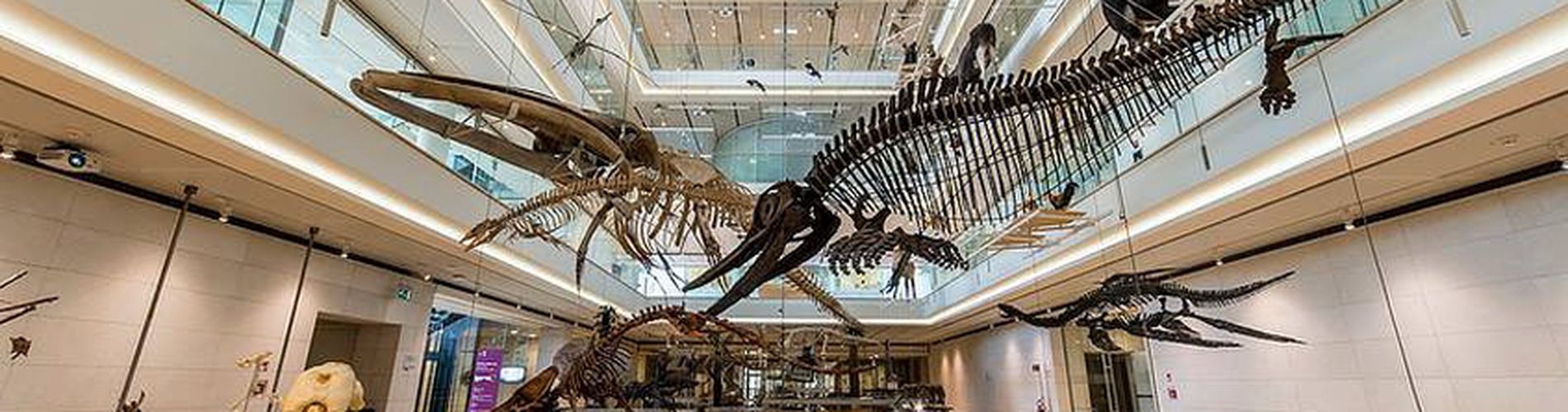 Musei scienze, natura