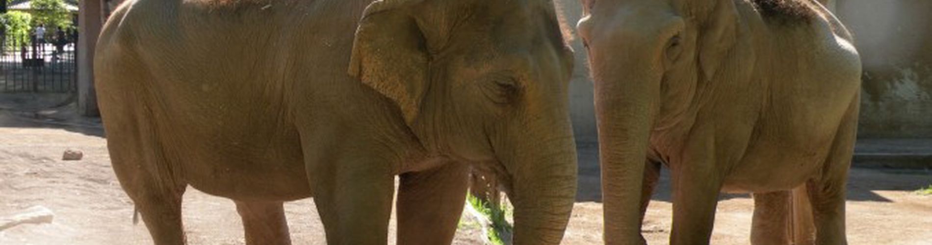 Zoo e Bioparchi