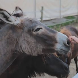 Visita guidata in fattoria e merenda