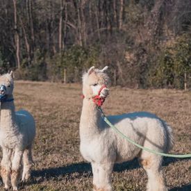 Passeggiata con alpaca in Brianza