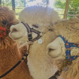Esperienza con alpaca nella natura