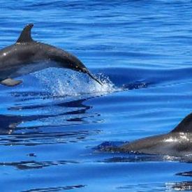 Tour in gommone privato a Golfo Aranci con avvistamento delfini