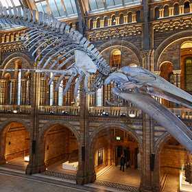 Natural History Museum