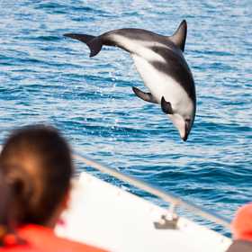 Avvistamento delfini e balene in barca a vela 