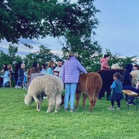 Apericena con gli alpaca