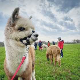 Passeggiata con gli alpaca