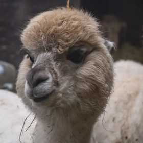 Esperienza con alpaca e merenda
