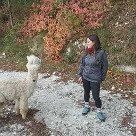 Passeggiata con alpaca nel Parco Gola della Rossa e Frasassi