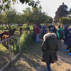 Esperienza con alpaca