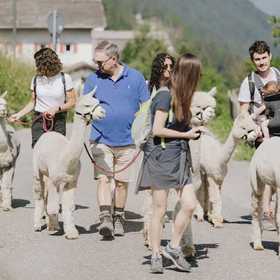 Passeggiata con alpaca in Val Gardena