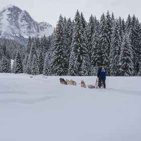 Esperienza di sleddog nella Val Comelico