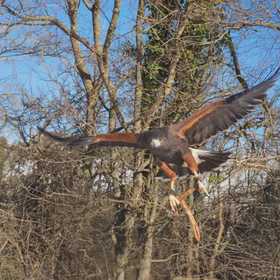 Passeggiata con rapaci sul fiume Taro