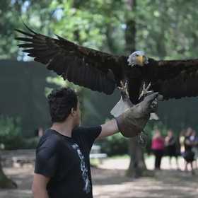 Falconiere per un giorno nel parco di Veio
