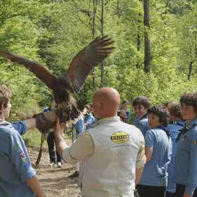 Falconiere per un giorno vicino Torino