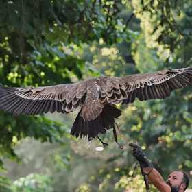 Falconiere per un giorno in provincia di Pisa