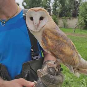 Falconiere per un giorno vicino a Cuneo