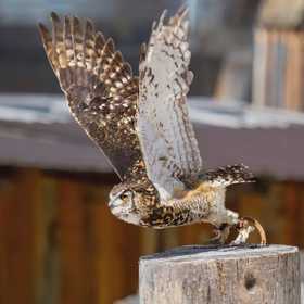 Esperienza con i rapaci a san Vigilio di Marebbe
