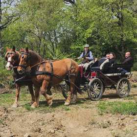 Giro in carrozza nel vigneto con picnic