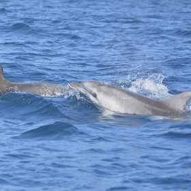 Tour in gommone a Figarolo con avvistamento delfini