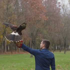 Falconiere per un giorno vicino Padova