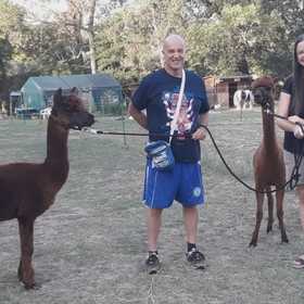 Passeggiata con gli alpaca e le pecore più piccole del mondo