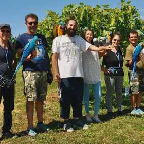 Passeggiata esotica con pappagalli 
