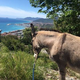 Passeggiate con gli asinelli in Italia per famiglie