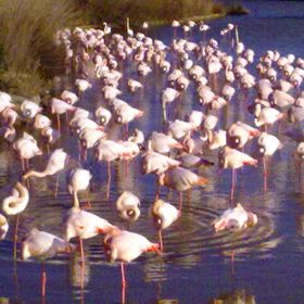 La Camargue alla ricerca di animali selvatici per famiglie