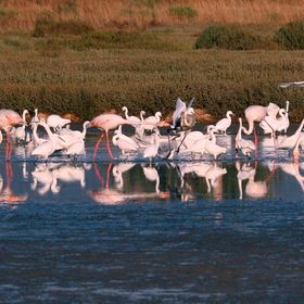  Oasi WWF con i bambini per famiglie