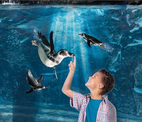 Offerta vacanza bambini Acquario di Cattolica a Cattolica