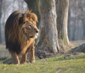 Offerta vacanza bambini Safari Park a Pombia