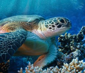 Offerta vacanza bambini Acquario di Livorno a Livorno 