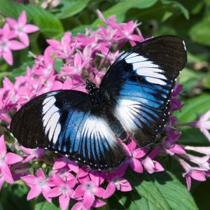 Oasi delle Farfalle tropicali