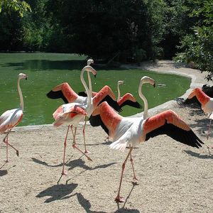 Bioparco di Roma