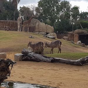 Bioparc Valencia