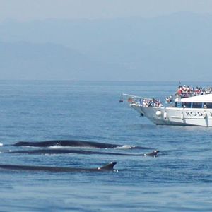 Tour guidato di osservazione dei cetacei del Santuario di Pelagos