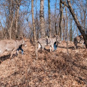Passeggiata con gli asini nel Novarese