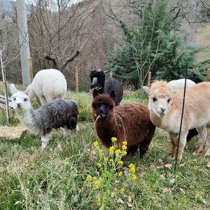 Passeggiata con alpaca in Umbria