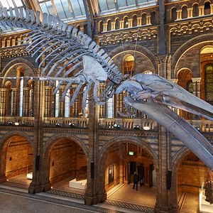 Natural History Museum