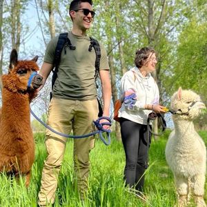 Passeggiata con gli Alpaca